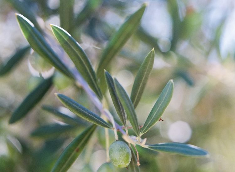 IMG_3377-p9fcrf5v0knmop7i2500uqtsbkimkbxchtmnljyvwc